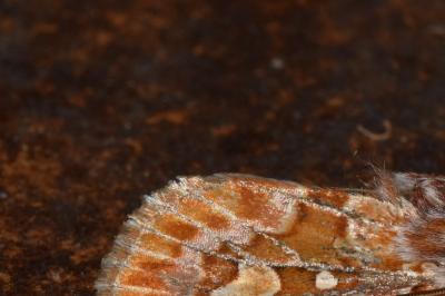 <i>Panolis flammea</i>