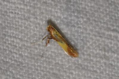 <i>Caloptilia robustella</i>