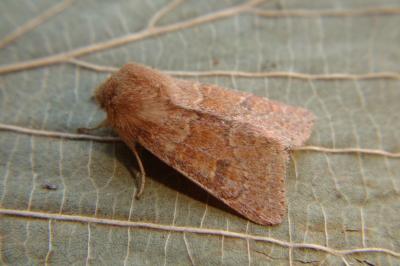 <i>Orthosia miniosa</i>