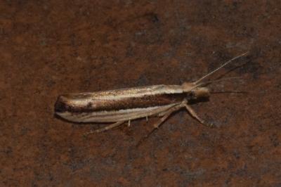 Ypsolopha ustella
