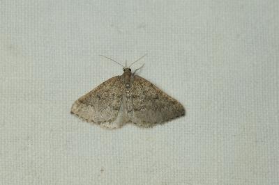 <i>Aleucis distinctata</i>