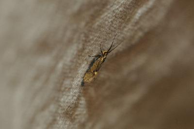 <i>Esperia sulphurella</i>