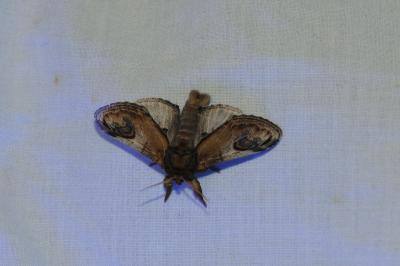 <i>Notodonta ziczac</i>
