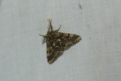 <i>Lycia hirtaria</i>