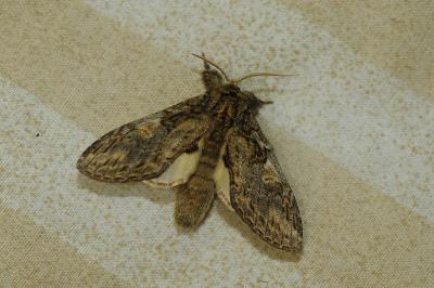 <i>Peridea anceps</i>