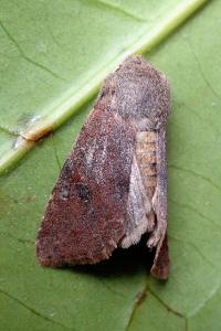 <i>Orthosia incerta</i>