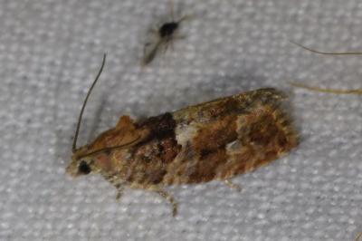 <i>Eudemis profundana</i>