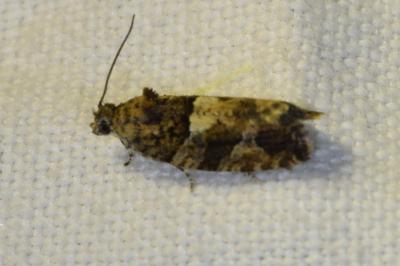 <i>Eudemis profundana</i>