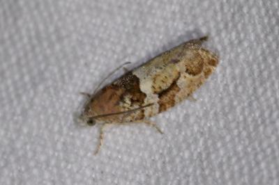 <i>Eudemis profundana</i>