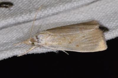 <i>Calamotropha paludella</i>
