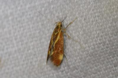 <i>Metalampra italica</i>