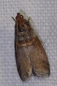 <i>Acrobasis advenella</i>