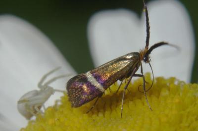 <i>Adela australis</i>