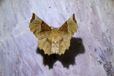 <i>Selenia lunularia</i>