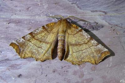 <i>Selenia dentaria</i>
