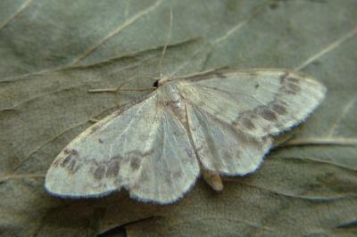 <i>Idaea trigeminata</i>