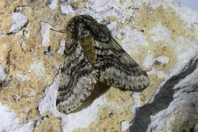 <i>Lycia hirtaria</i>