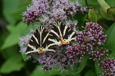 <i>Euplagia quadripunctaria</i>