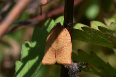 <i>Cacoecimorpha pronubana</i>