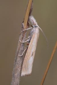 <i>Agriphila inquinatella</i>