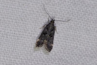 <i>Dichomeris alacella</i>