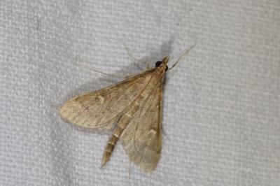 <i>Dolicharthria punctalis</i>