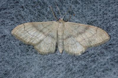 <i>Idaea deversaria</i>