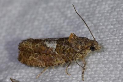 <i>Eudemis profundana</i>