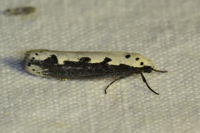 <i>Ethmia bipunctella</i>