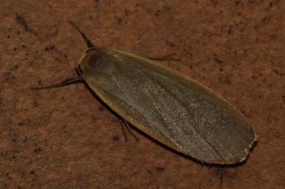 <i>Collita griseola</i>
