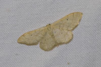 <i>Idaea straminata</i>