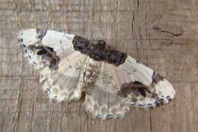 <i>Ligdia adustata</i>