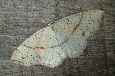 <i>Cyclophora punctaria</i>