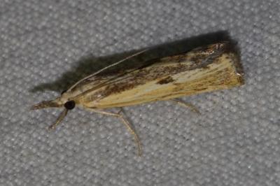 <i>Agriphila inquinatella</i>