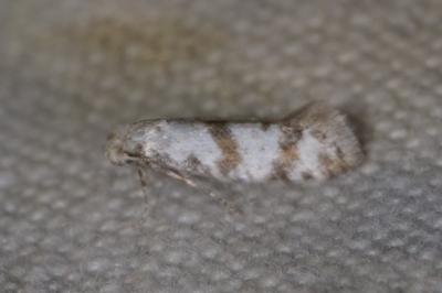<i>Scythropia crataegella</i>