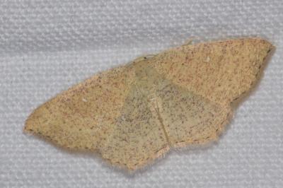 <i>Cyclophora ruficiliaria</i>