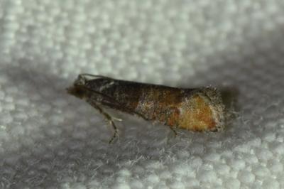 <i>Clavigesta purdeyi</i>