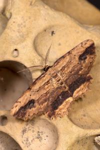 <i>Menophra abruptaria</i>