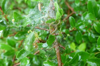 <i>Yponomeuta padella</i>