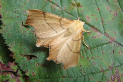 <i>Ennomos erosaria</i>