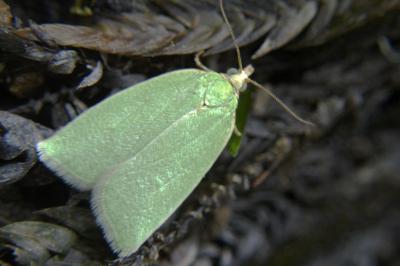 <i>Tortrix viridana</i>