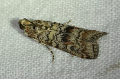 <i>Dioryctria abietella</i>