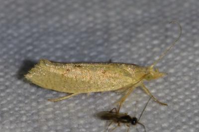 <i>Ypsolopha alpella</i>