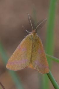 <i>Lythria purpuraria</i>