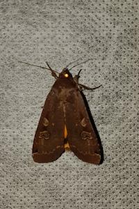 <i>Noctua pronuba</i>