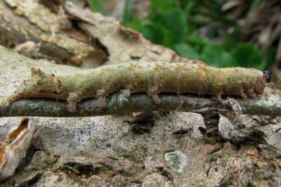 <i>Allophyes oxyacanthae</i>