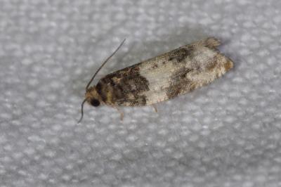 <i>Gypsonoma dealbana</i>