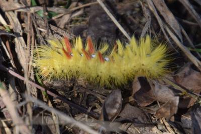<i>Acronicta aceris</i>
