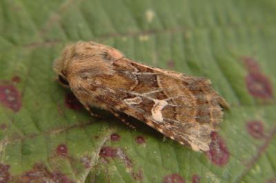 <i>Luperina dumerilii</i>