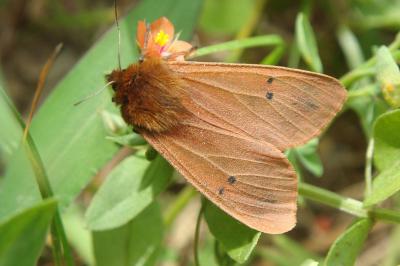 <i>Phragmatobia fuliginosa</i>